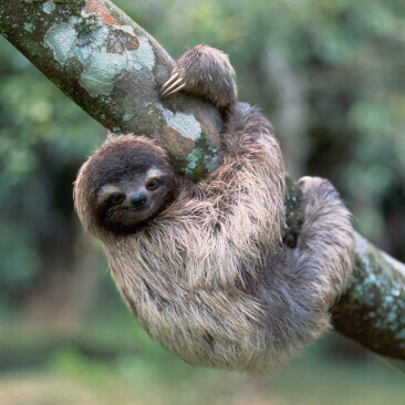 two-toed Sloth