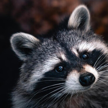 raccoon